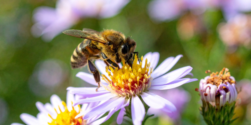 image of bee on a flower
