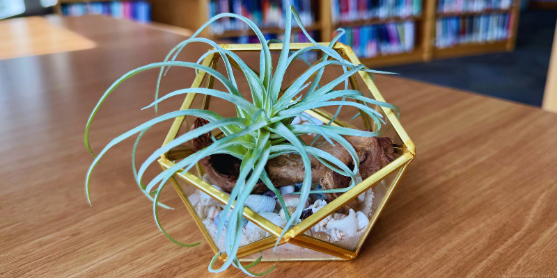 Geometric terrarium with an air plant and seashells on a wooden table in a library.