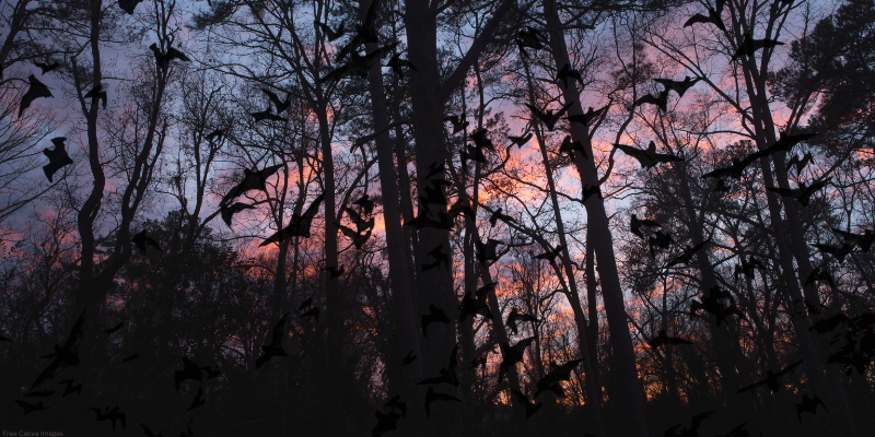 Bats flying in silhouette against a twilight sky with bare trees and a colorful sunset.