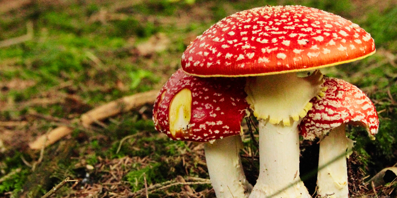 forest floor with three red and white mushrooms close up